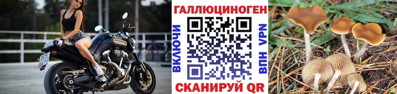 Галлюциногенные грибы прущие грибы  Севск 